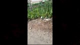 الحريق على طريق شبين الكوم الباجور