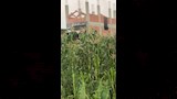 تصاعد الأدخنة