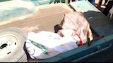 لحوم فاسدة خلف الأبواب المغلقة.. ضبط سلخانة داخل منزل في المنوفية- صور