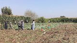 مزارعو المنيا يبدأون حصاد الذرة الشامية (4)