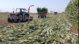 فاتورة الأسمدة تلتهم الأرباح.. مزارعو المنيا يبدأون حصاد الذرة الشامية - فيديو وصور