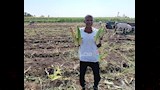 مزارعو المنيا يبدأون حصاد الذرة الشامية (2)
