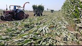 مزارعو المنيا يبدأون حصاد الذرة الشامية (6)