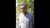 مزارعو المنيا يبدأون حصاد الذرة الشامية (3)