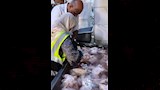 بيطري القليوبية يضبط محلًا يحقن الدواجن بالمياه  (2)