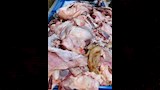 بيطري القليوبية يضبط محلًا يحقن الدواجن بالمياه  (6)
