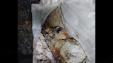 بيطري القليوبية يضبط محلًا يحقن الدواجن بالمياه  (8)