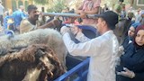 علاج أكثر من 2800 حالة ماشية وطيور بقافلة بيطرية مجانية بقرية المشايعة بالغنايم لدعم صغار المربين (2)