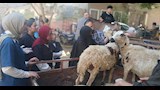 علاج أكثر من 2800 حالة ماشية وطيور بقافلة بيطرية مجانية بقرية المشايعة بالغنايم لدعم صغار المربين (13)