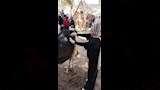 علاج أكثر من 2800 حالة ماشية وطيور بقافلة بيطرية مجانية بقرية المشايعة بالغنايم لدعم صغار المربين (8)