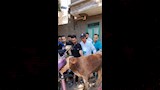 علاج أكثر من 2800 حالة ماشية وطيور بقافلة بيطرية مجانية بقرية المشايعة بالغنايم لدعم صغار المربين (14)