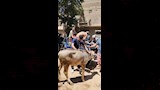 علاج أكثر من 2800 حالة ماشية وطيور بقافلة بيطرية مجانية بقرية المشايعة بالغنايم لدعم صغار المربين (16)