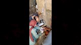 علاج أكثر من 2800 حالة ماشية وطيور بقافلة بيطرية مجانية بقرية المشايعة بالغنايم لدعم صغار المربين (17)