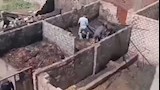 حريق حظيرة يلتهم 6 رؤوس ماشية (1)
