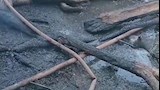 حريق حظيرة يلتهم 6 رؤوس ماشية (5)
