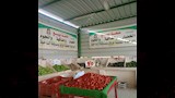 الطماطم بـ15 جنيه في مركز الداخلة