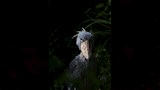 جاكانا