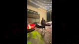 محمد رمضان وسط سياراته الفارهة (2)