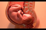 ما يجب أن تعرفه السيدات الحوامل عن صحة عنق الرحم؟