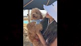 يارا السكري تستمتع بالبحر مع كلابها (3)