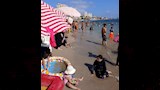 إقبال على شواطئ الإسكندرية (11)