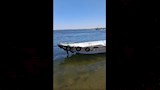 جهود البحث عن ضحايا مذبحة سوهاج 2  
