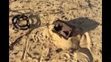 بقايا علب تونة وقايش حزام زي عسكري ومصابح قديم للانارة من عام 1916 (12)