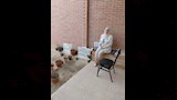 شمس البارودي