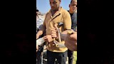 ثعابين الكوبرا تطارد مزارعي الشرقية (5)