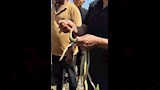 ثعابين الكوبرا تطارد مزارعي الشرقية (6)