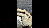 أهالي الشرقية المتضررين من الثعابين 6