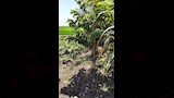 أهالي الشرقية المتضررين من الثعابين 2
