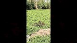 أهالي الشرقية المتضررين من الثعابين10