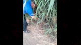 مكافحة الثعابين بالمنوفية