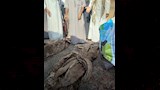 أزمة مقابر عودة سالم بالشرقية (1)_1