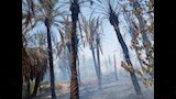 تفحم نخيل في حريق بمزرعة بالداخلة_3