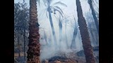 نشوب حريق بمزرعة نخيل بالداخلة_5