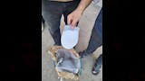 فحص المادة
