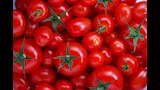 الطماطم بـ17 واللحوم بـ350 جنيها.. أسعار الخضر والفاكهة في منفذ السلع بالوادي الجديد (صور)