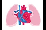 بالأرقام- 10 معلومات مثيرة عن القلب في جسم الإنسان     
