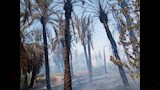 تفحم نخيل في حريق بمزرعة بالداخلة