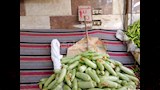 الكوسة ب35 جنيه الكيلو