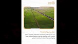 جهاز مستقبل مصر للتنمية المستدامة