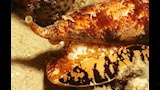 الحلزون المخروطي
