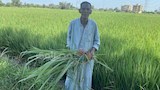 عم دسوقي