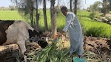 عم دسوقي يعمل في الحقل