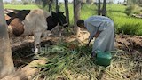 عم دسوقي يرعى المواشي
