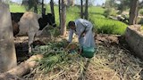 عم دسوقي خلال العمل في الحقل