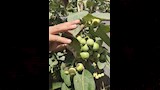 شجرة البمبر العراقي أو المصري (9)