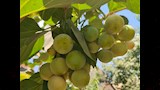 شجرة البمبر العراقي أو المصري (10)
